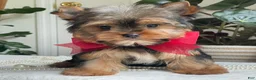 Yorkshire Terrier dogs for sale: Fido - Ad 18