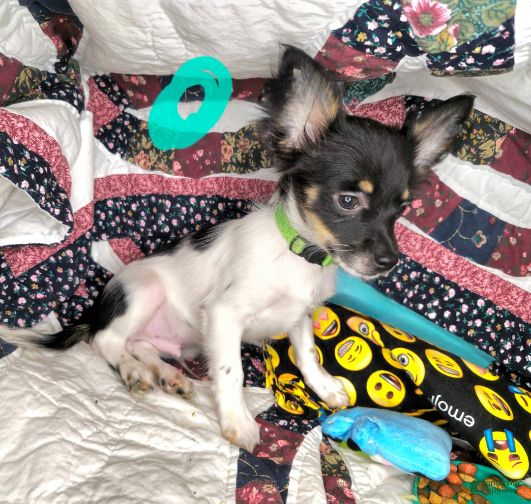 Chihuahua dogs for sale: Naate LH Tri-color - Ad 1