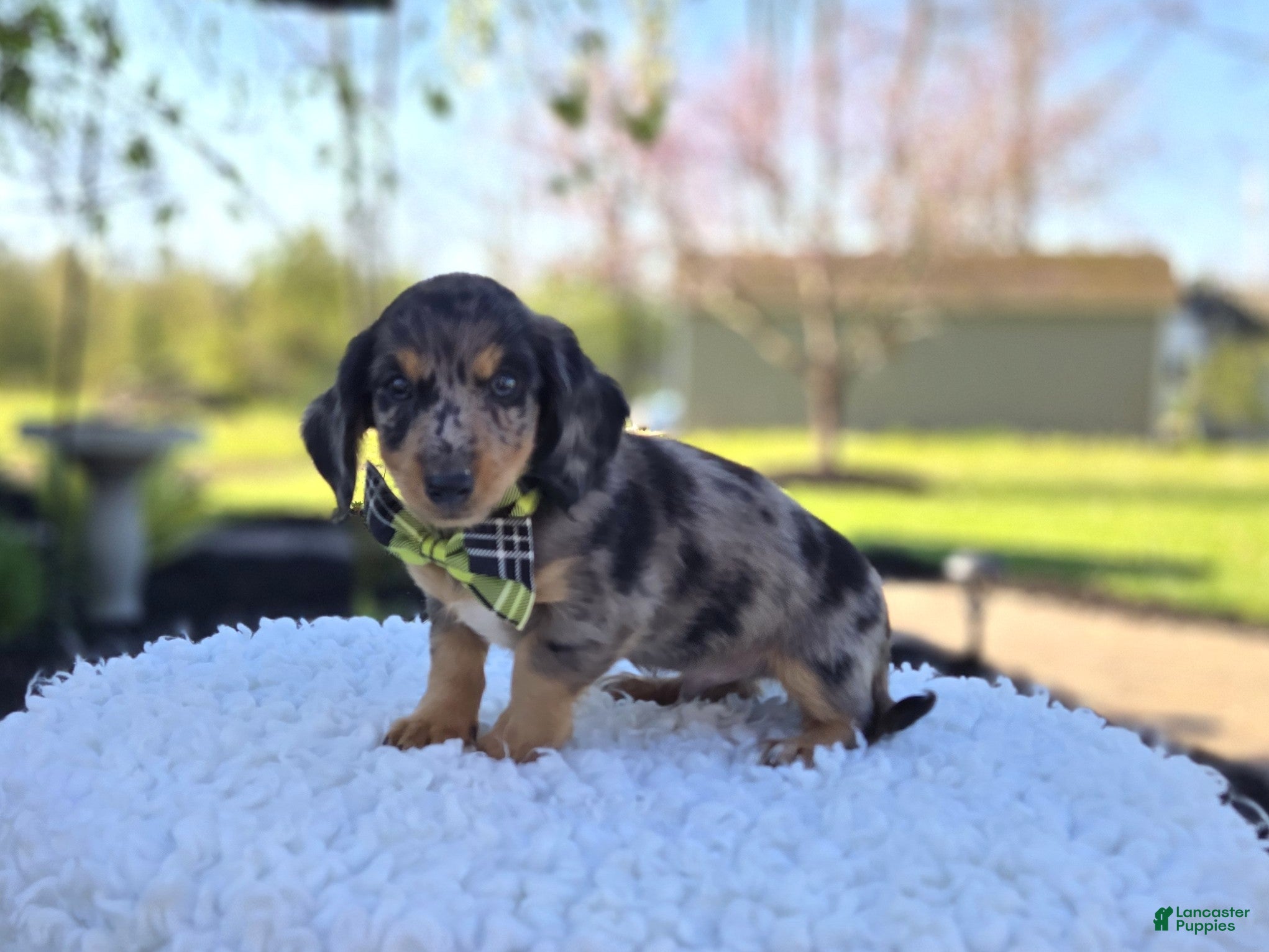 Miniature Dachshund dogs King - Ad 2