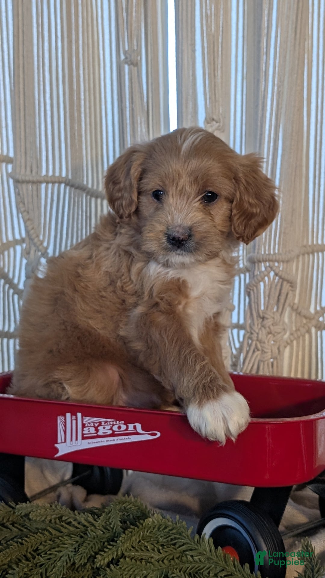 Cavapoo dogs for sale: Axel  - Ad 7