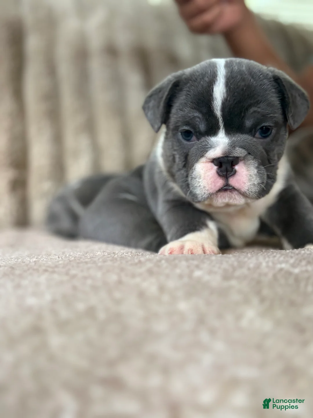 Mixed Breed dogs for sale: Elroy  - Ad 2