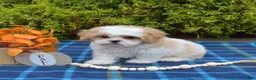 Mixed Breed dogs for sale: Timber - Ad 5