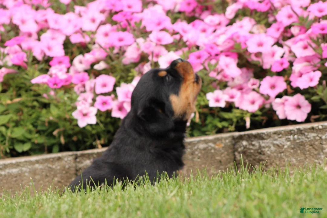 Rottweiler dogs for sale: Fiona  - Ad 2