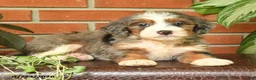 Bernedoodle dogs for sale: Julia - Ad 3