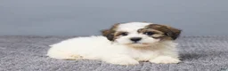 Teddy Bear dogs for sale: Lukas - Ad 7