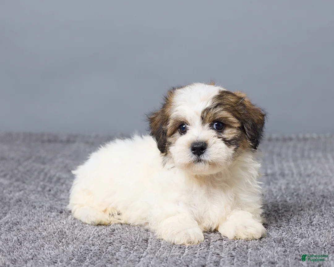 Teddy Bear dogs for sale: Lukas - Ad 7