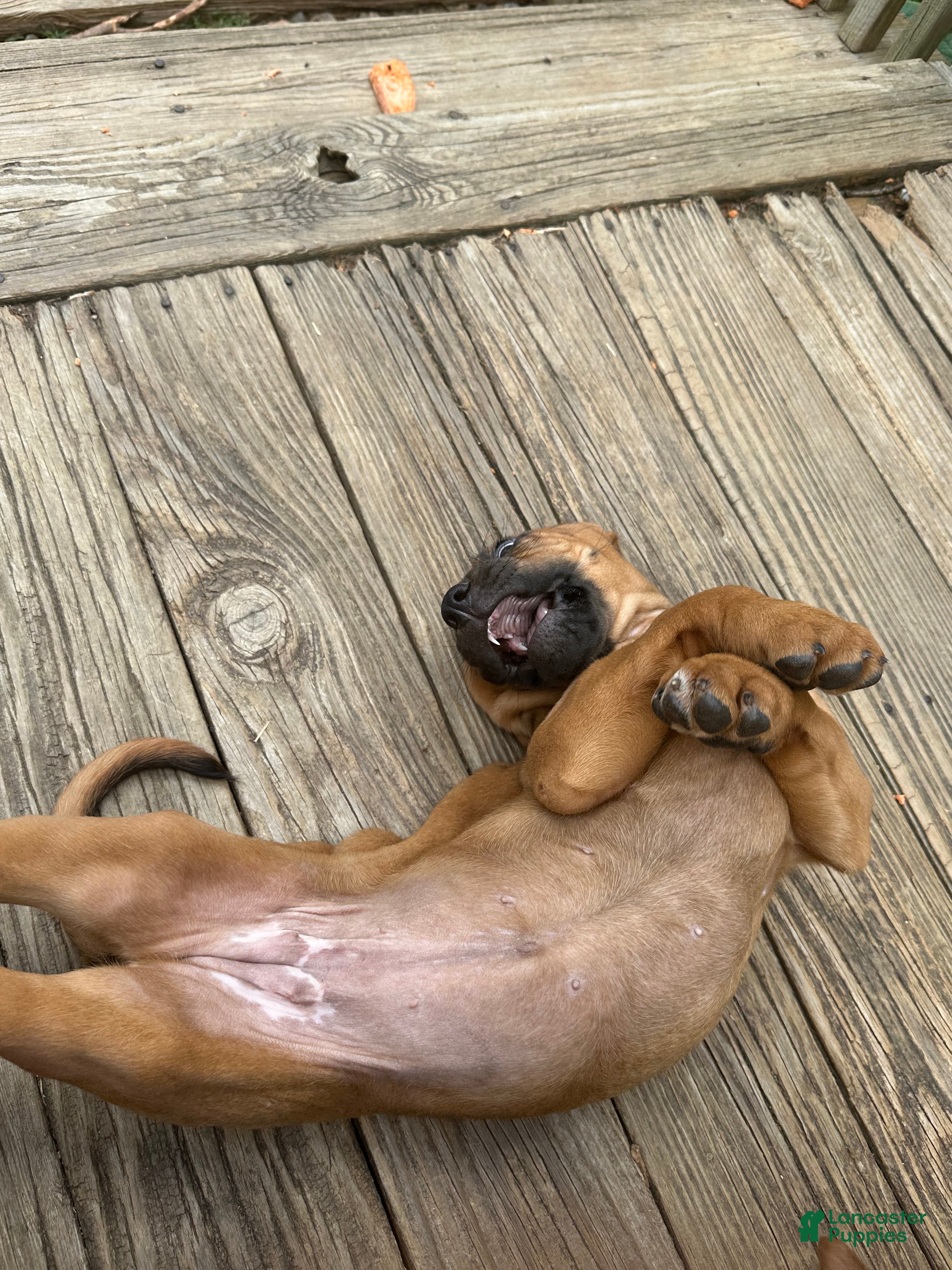 Bloodhound dogs Bloodhound Puppy 2 - Ad 1