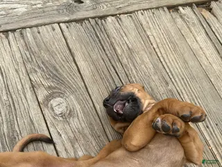Bloodhound dogs Bloodhound Puppy 2 - Ad 3