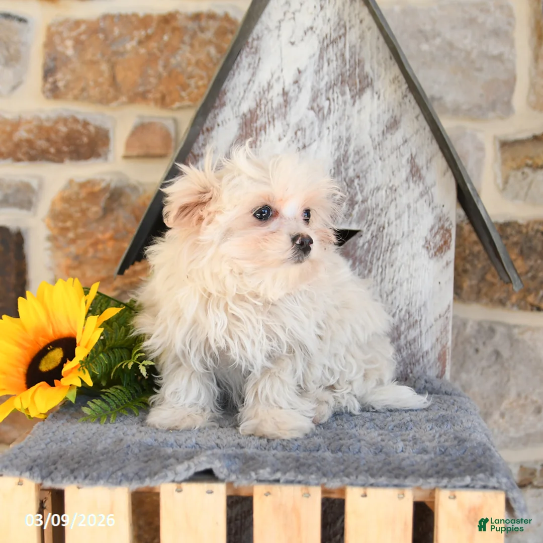 Mixed Breed dogs for sale: Lucky - Ad 2