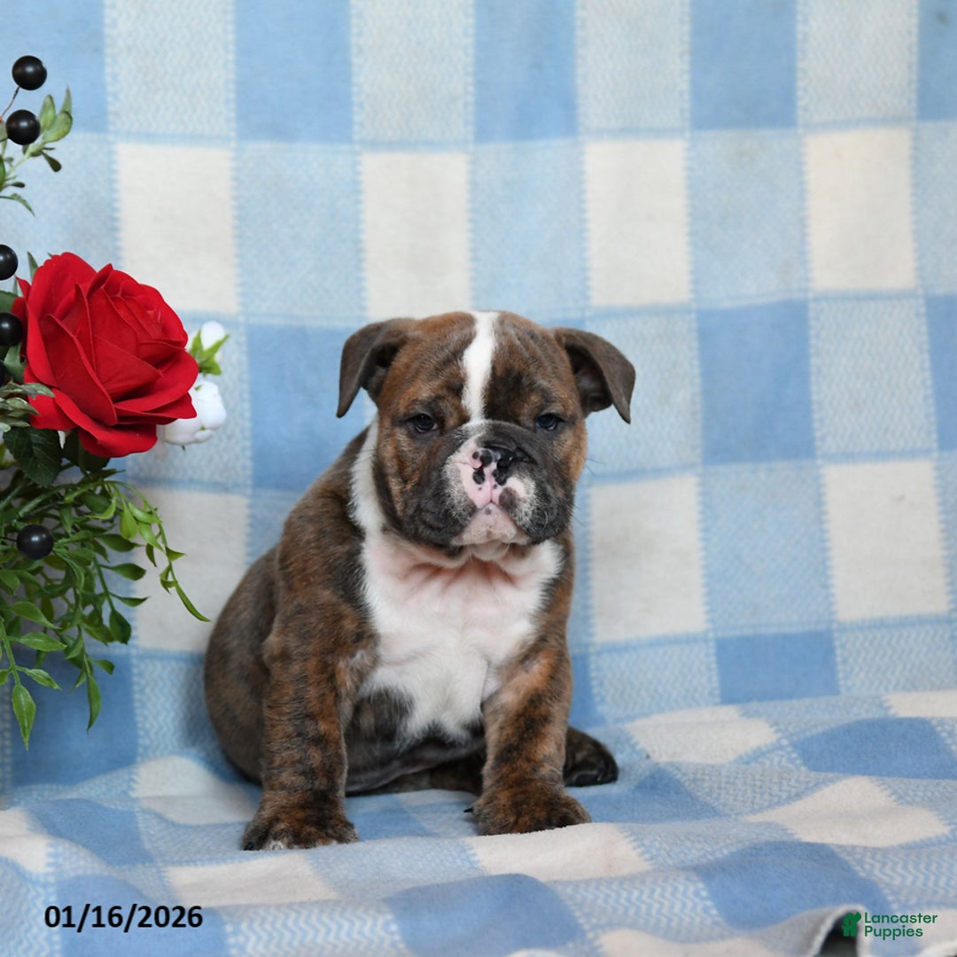 English Bulldog dogs for sale: Mccoy - Ad 3
