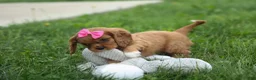 Cavalier King Charles Spaniel dogs for sale: Mocha 🐶✨ - Ad 10