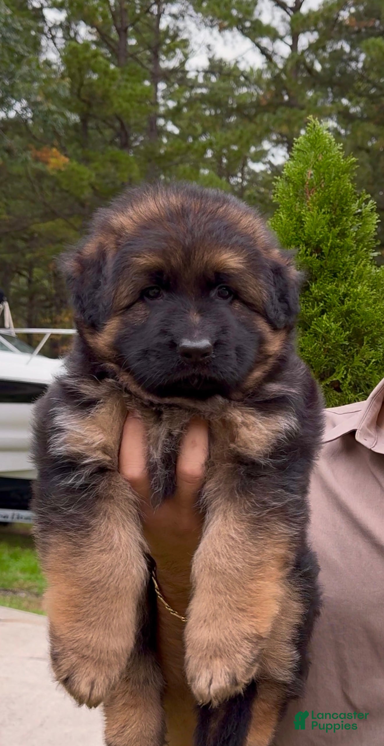 German Shepherd dogs Xena - Ad 1