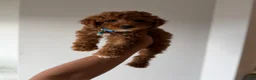 Miniature Poodle dogs for sale: Benny - Ad 3