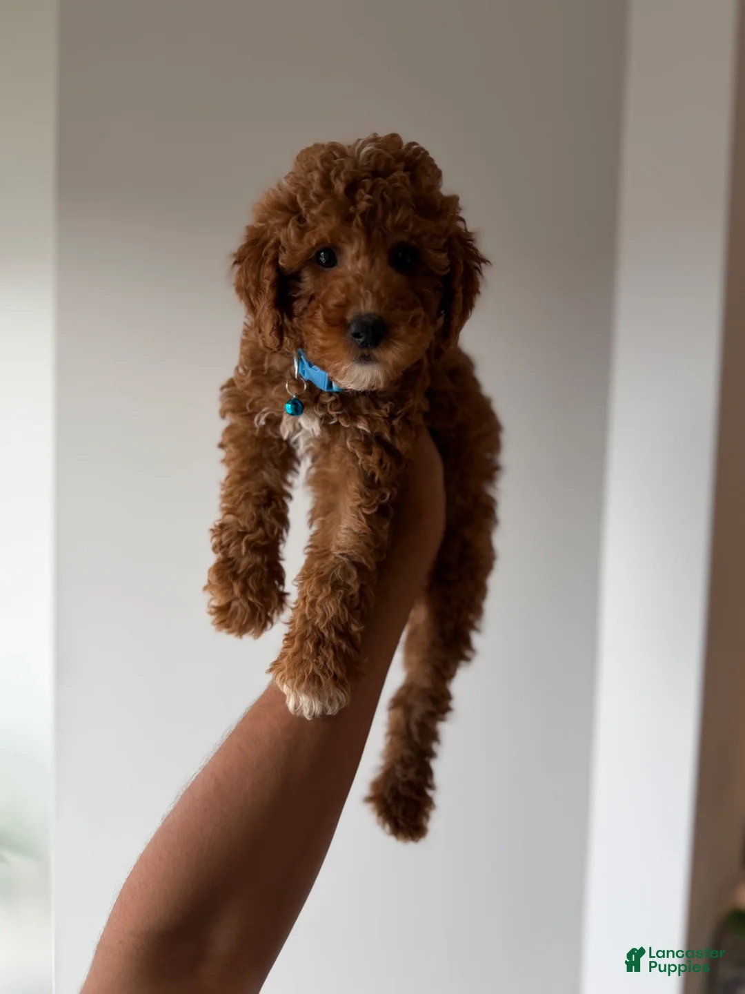 Miniature Poodle dogs for sale: Benny - Ad 3