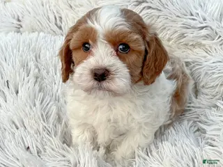 Cavapoo dogs Enox - Ad 14