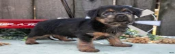 Yorkshire Terrier dogs for sale: Carter - Ad 5