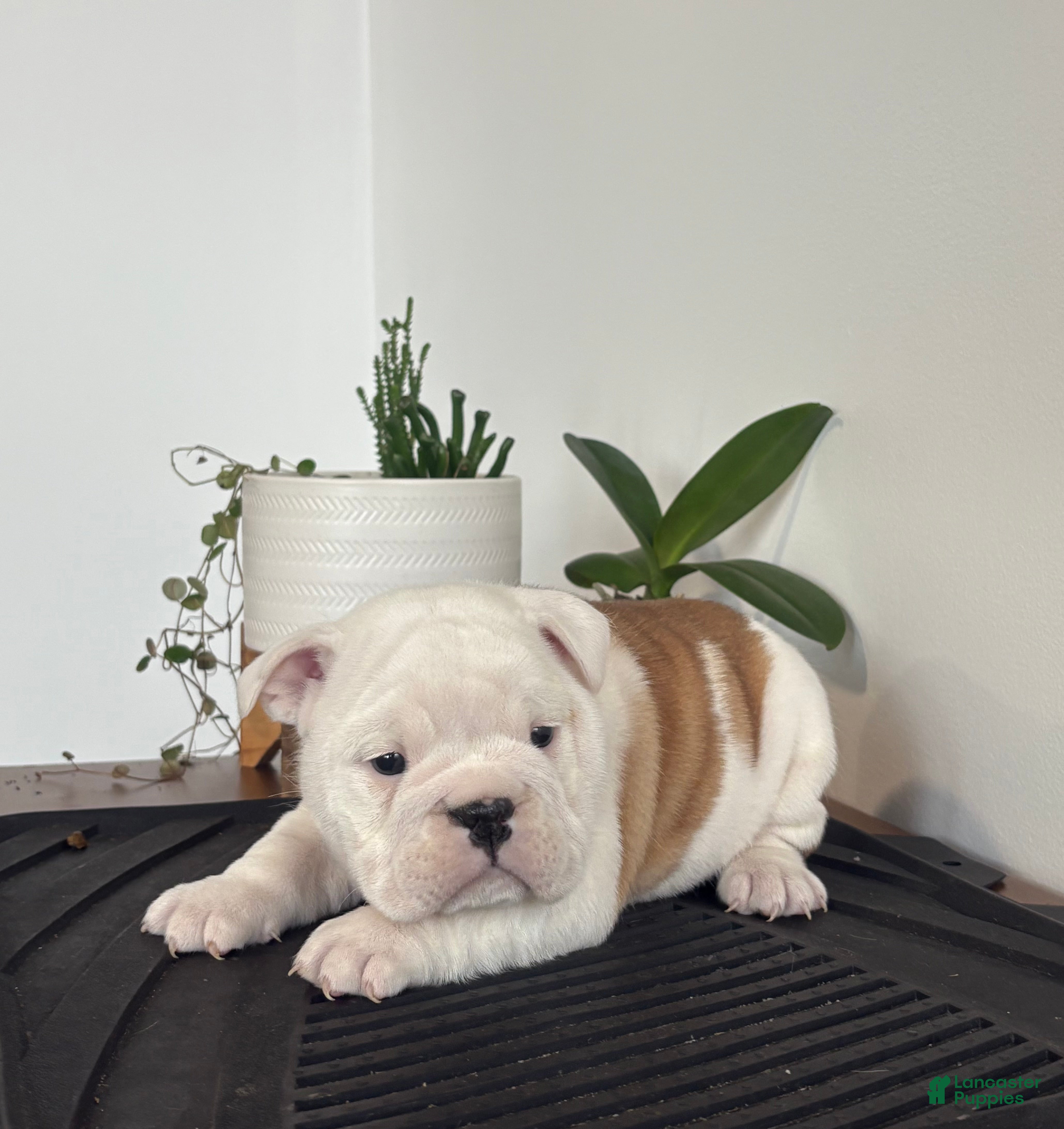 English Bulldog dogs Polly - Ad 41