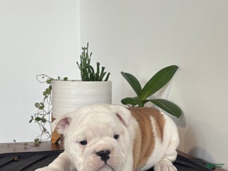 English Bulldog dogs Polly - Ad 41