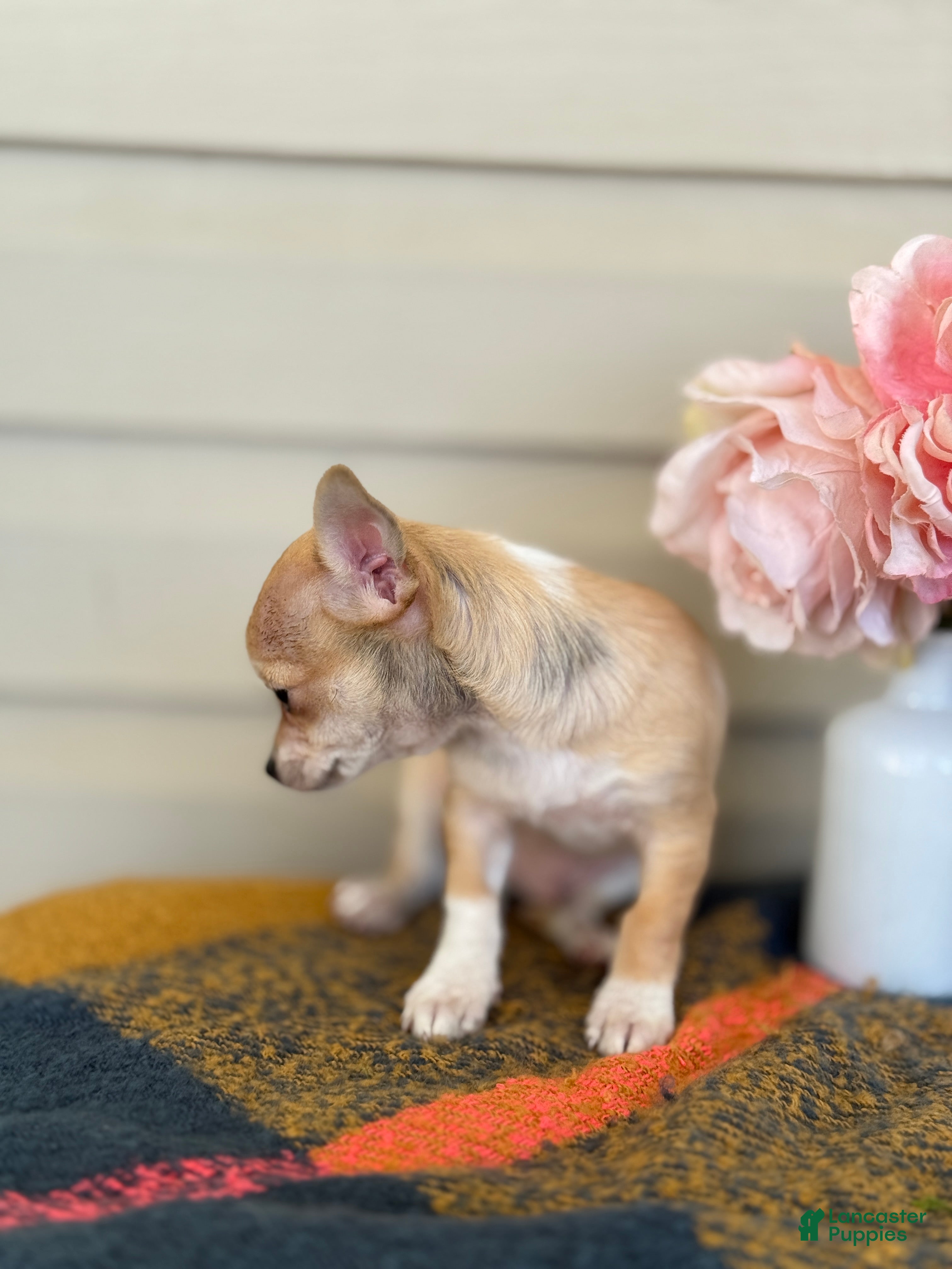 Chihuahua dogs Quincy - Ad 2