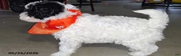 Miniature Poodle dogs for sale: Bandit - Ad 10