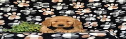 Golden Retriever dogs for sale: Moses AKC Registered - Ad 6