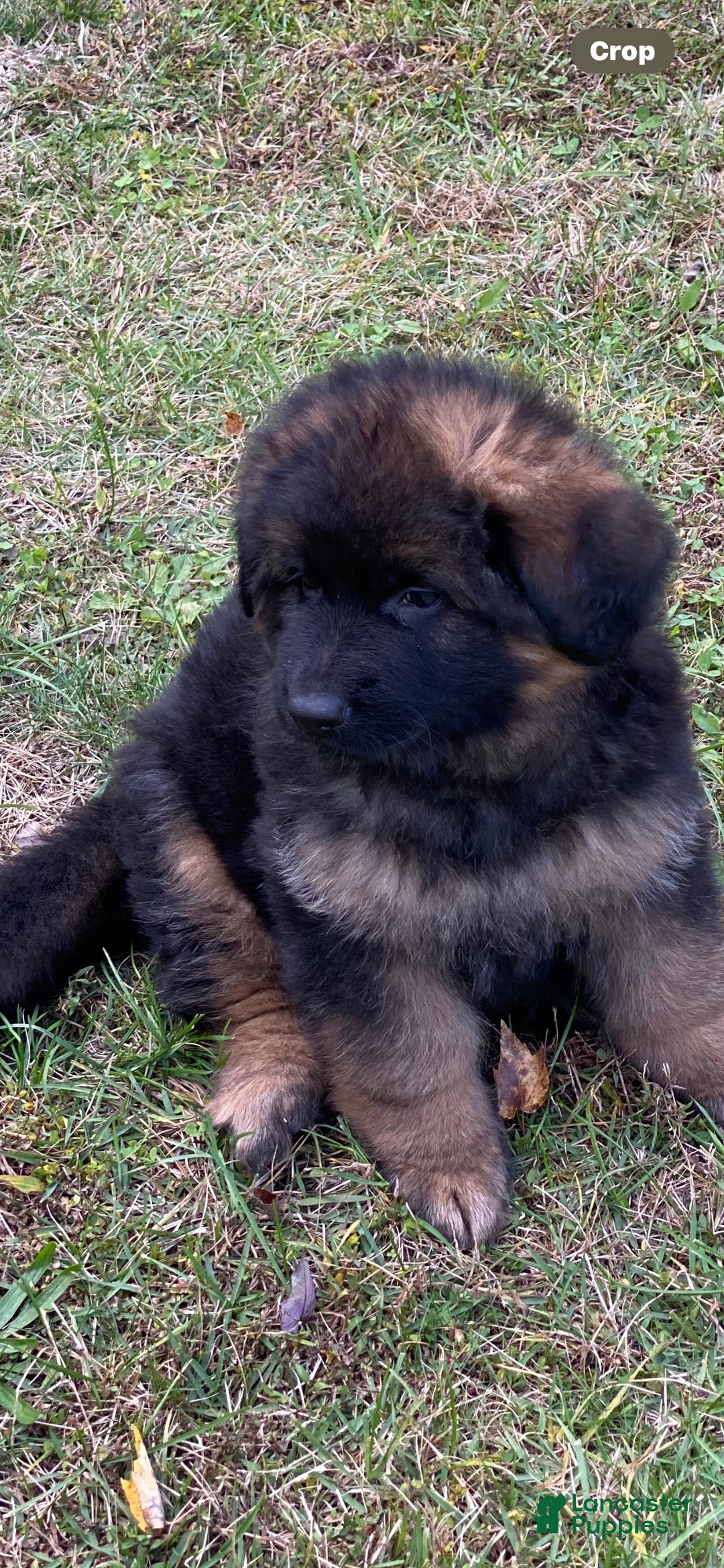 German Shepherd dogs for sale: German Shepherd Puppy 1 - Ad 2