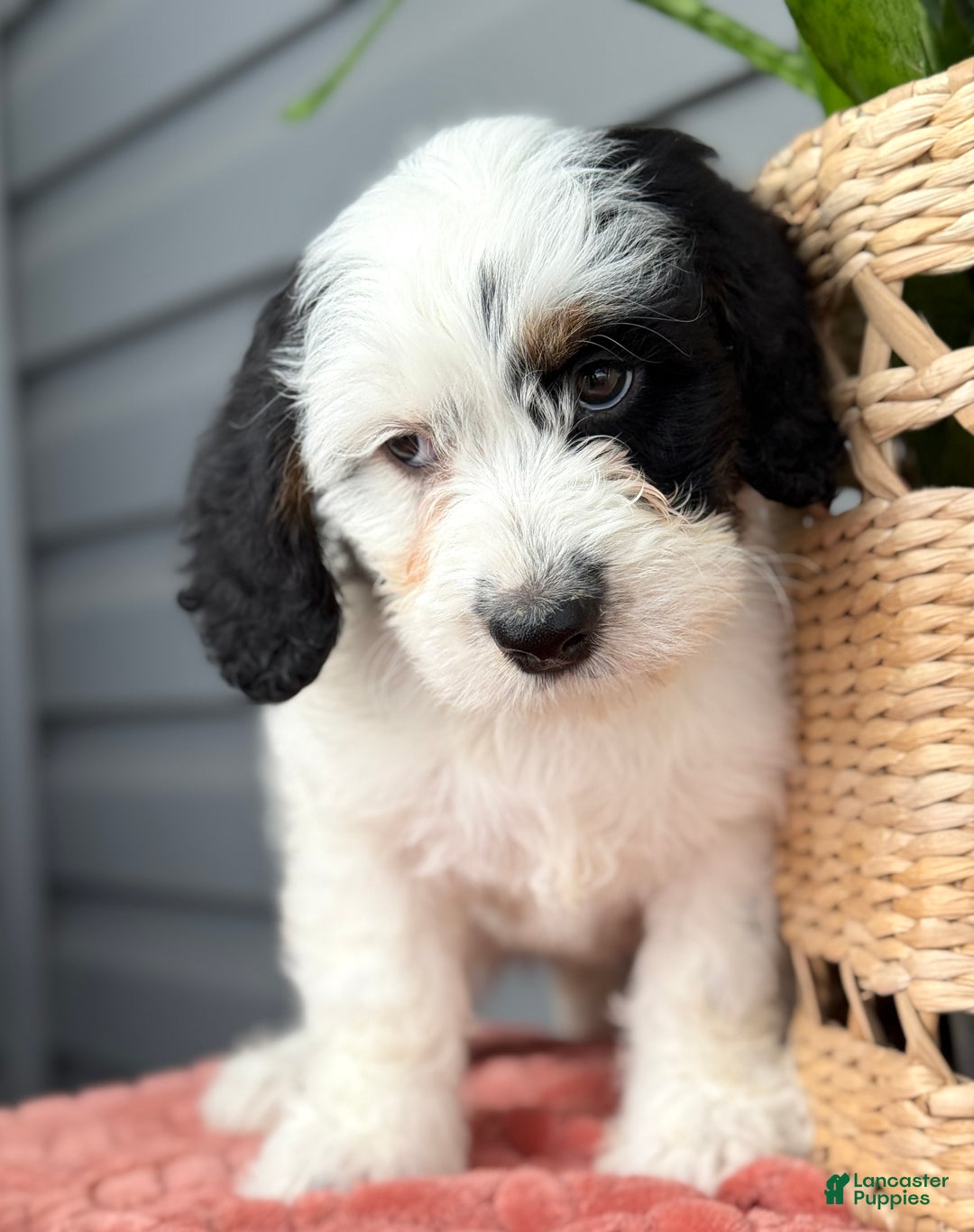 Mini Bernedoodle dogs for sale: Fluffy - Ad 1