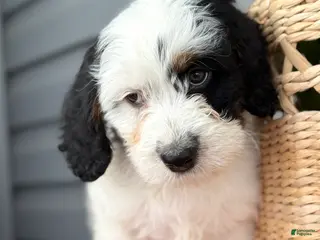 Mini Bernedoodle dogs Fluffy - Ad 21