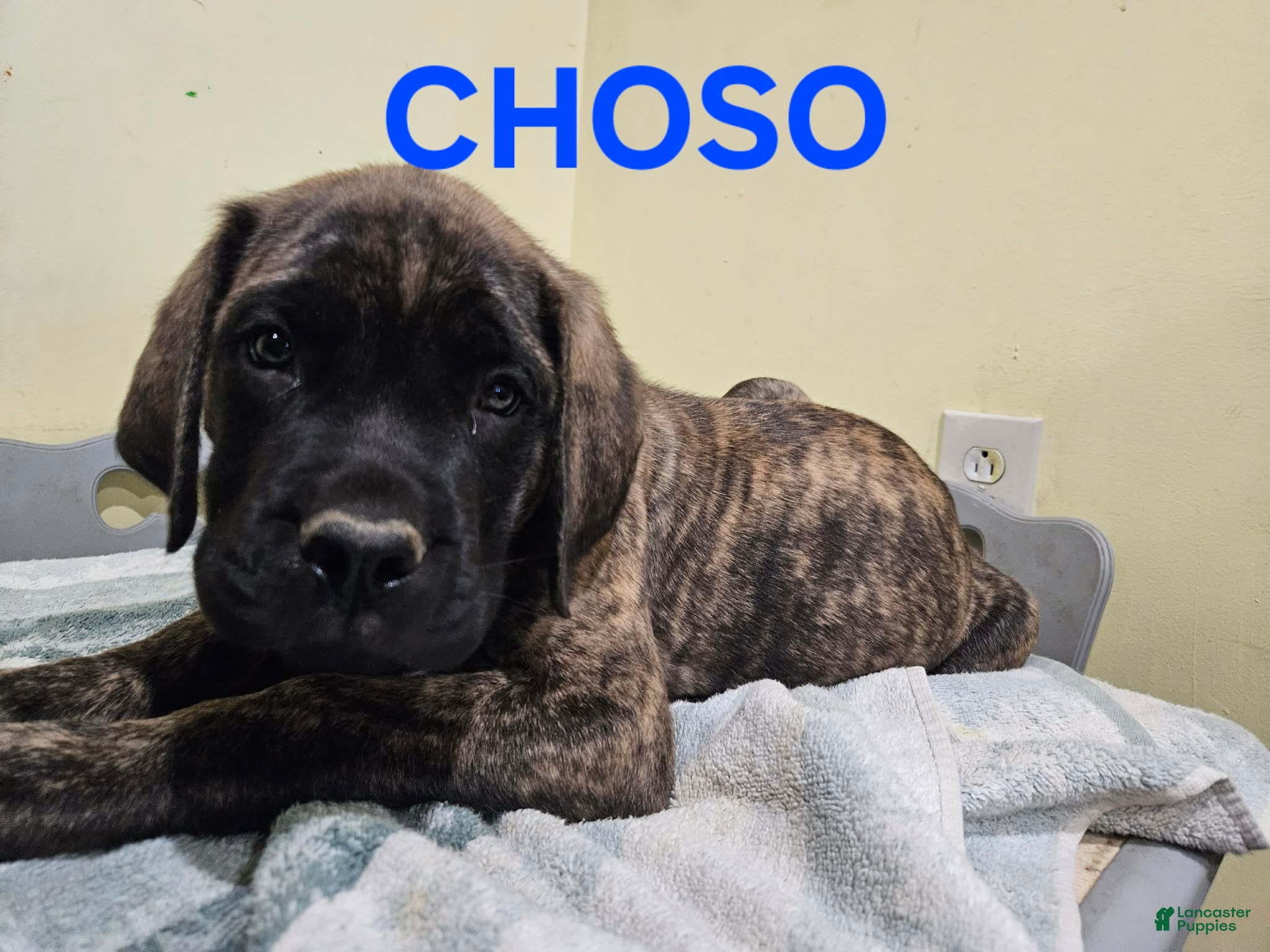 English Mastiff dogs English Mastiff Puppy 5 - Ad 11