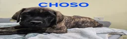 English Mastiff dogs for sale: English Mastiff Puppy 5 - Ad 1