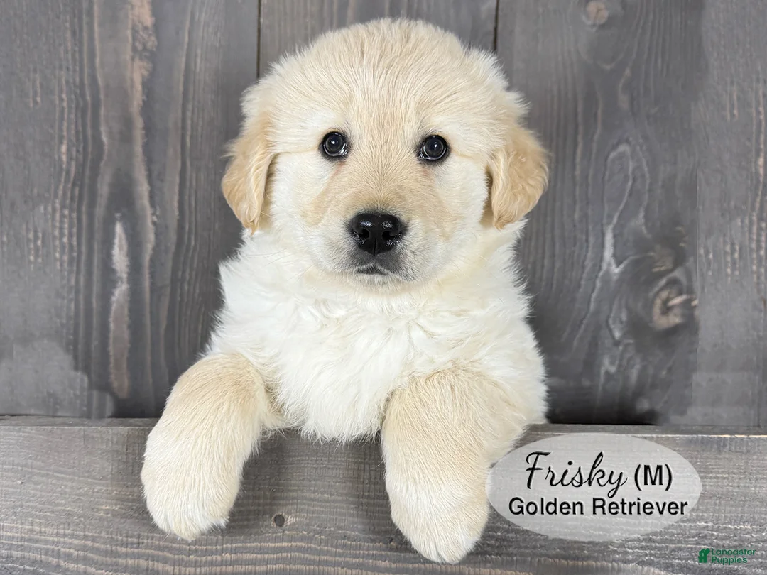 Golden Retriever dogs for sale: Golden Retriever Puppy 1 - Ad 2