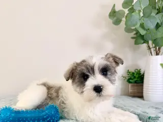 Miniature Schnauzer dogs AKC Barry - Ad 17