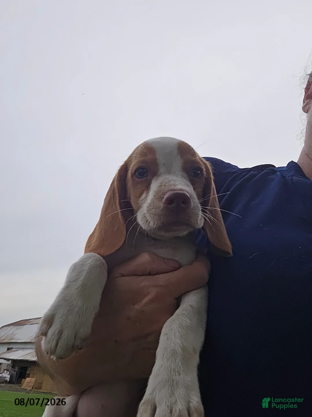 Beagle dogs for sale: Princess - Ad 2