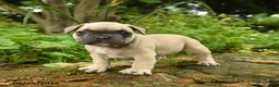 French Bulldog dogs for sale: Carlotta - Ad 3