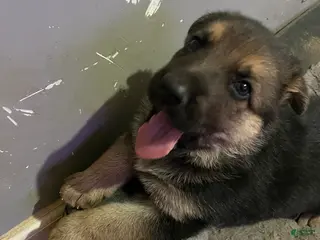 German Shepherd dogs German Shepherd Puppy 1 - Ad 34