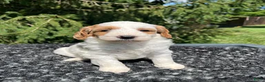 Koda
