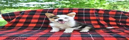 Welsh Corgi Pembroke dogs for sale: Bethany - Ad 1