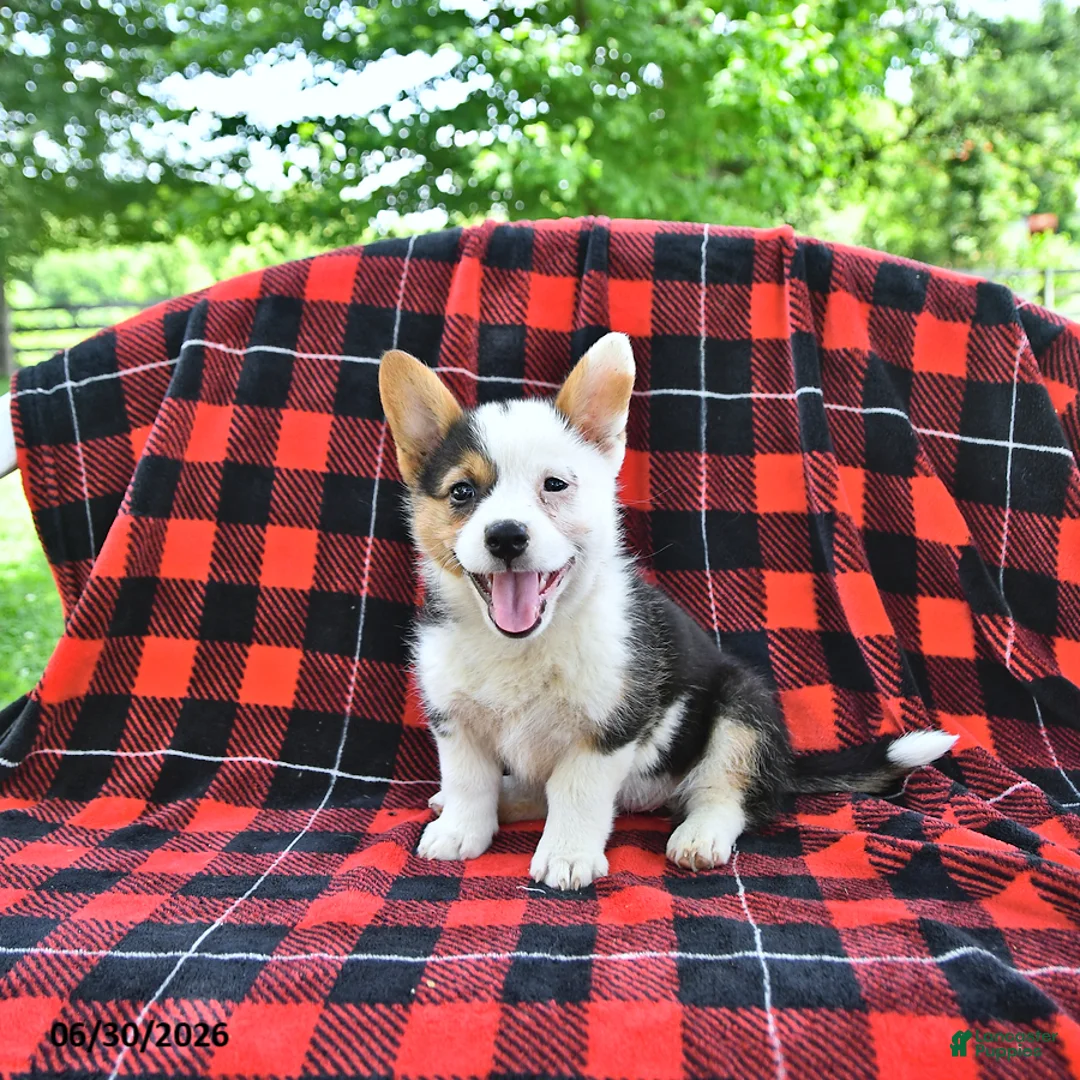Welsh Corgi Pembroke dogs for sale: Bethany - Ad 1