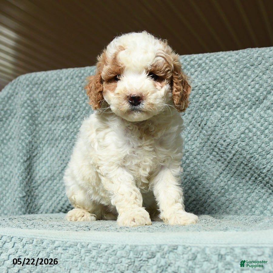 Cavapoochon dogs for sale: Wendy - Ad 3