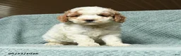 Cavapoochon dogs for sale: Wendy - Ad 1