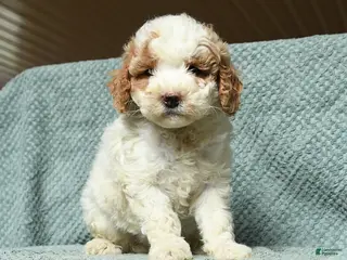Cavapoochon dogs for sale: Wendy - Ad 3