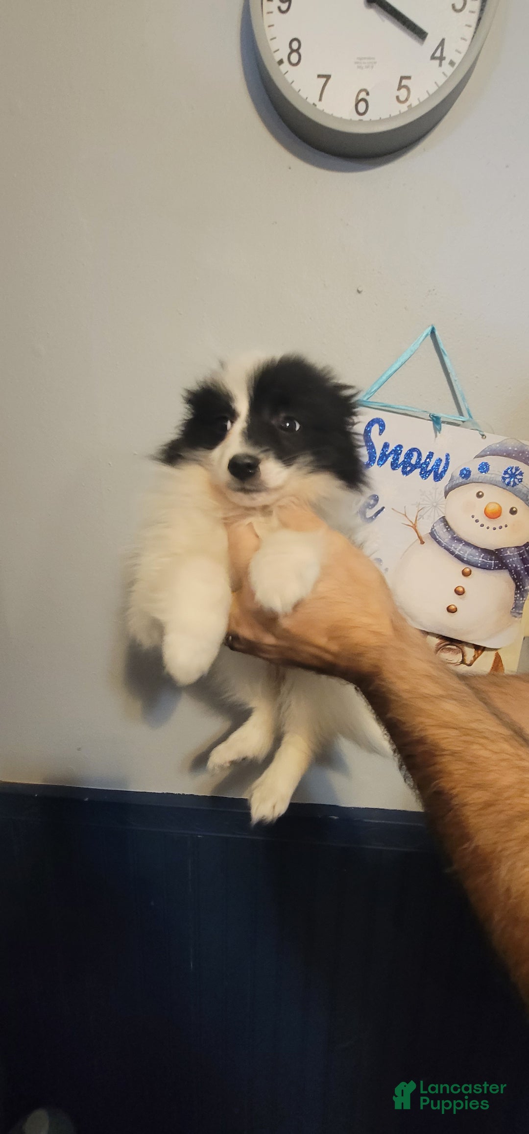 Pomeranian dogs for sale: Paul - Ad 1