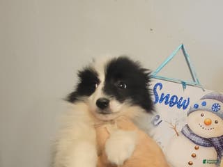 Pomeranian dogs for sale: Paul - Ad 1