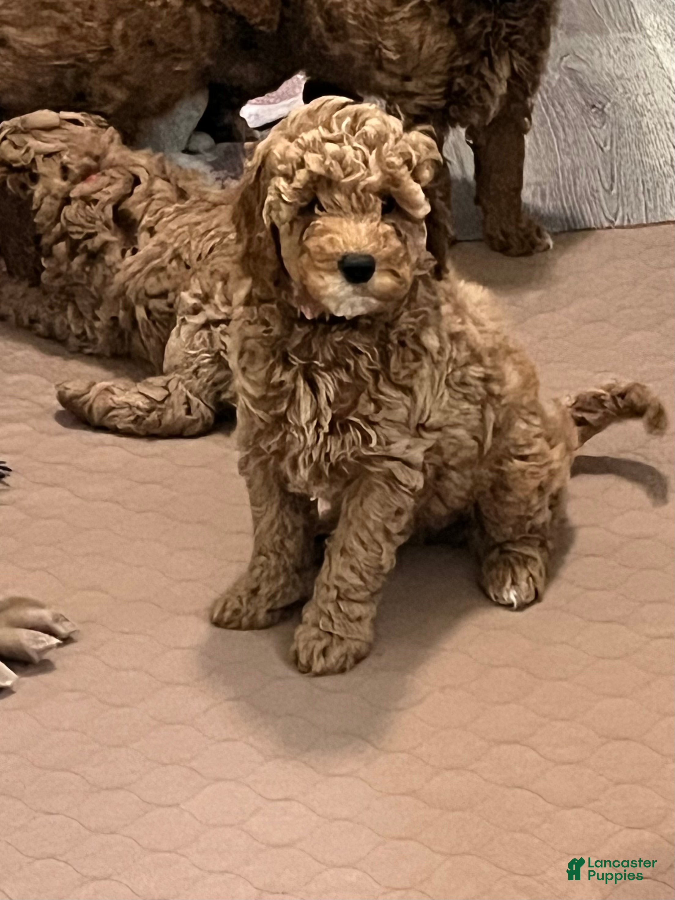 Mini Goldendoodle dogs Nova - Ad 2