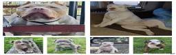 American Bully dogs for sale: Dior - Ad 5