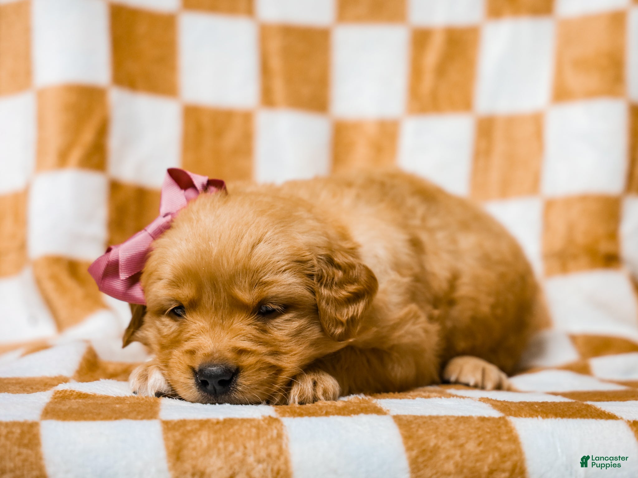 Golden Retriever dogs Daffodil AKC Golden Retriever Pup - Ad 2