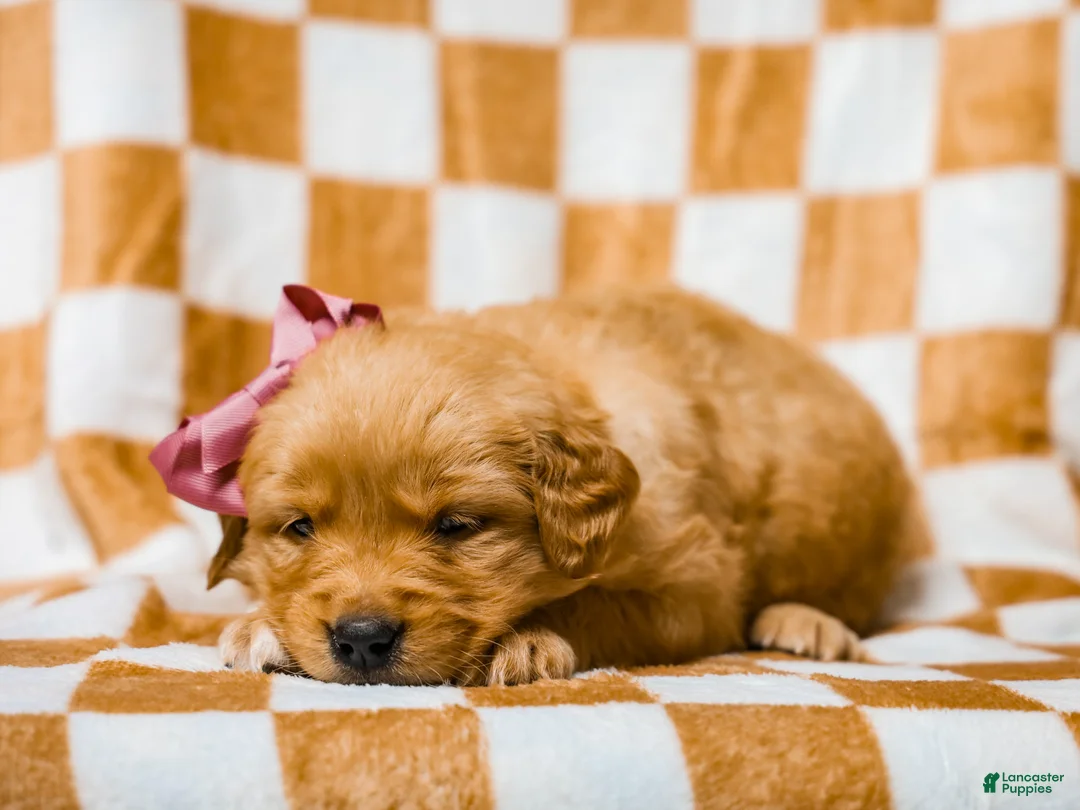 Golden Retriever dogs for sale: Daffodil AKC Golden Retriever Pup - Ad 2