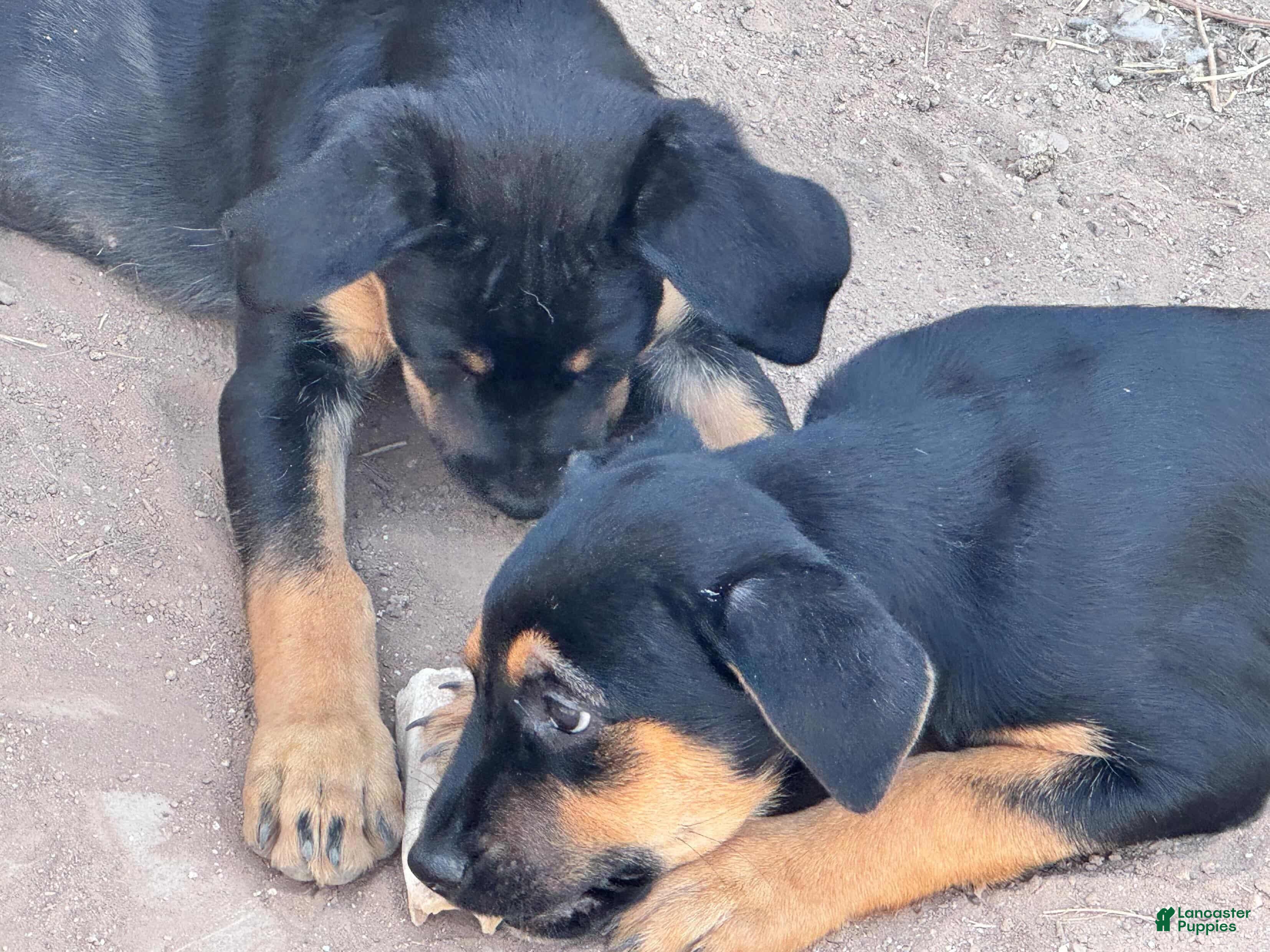 Mixed Breed dogs Puppy 6 - Ad 14