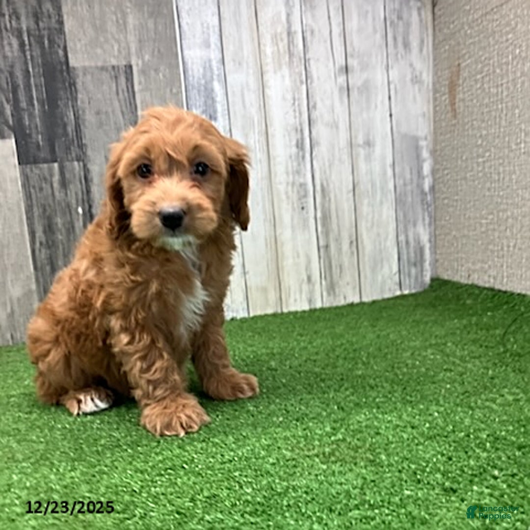 Mini Goldendoodle dogs for sale: Kenny - Ad 3