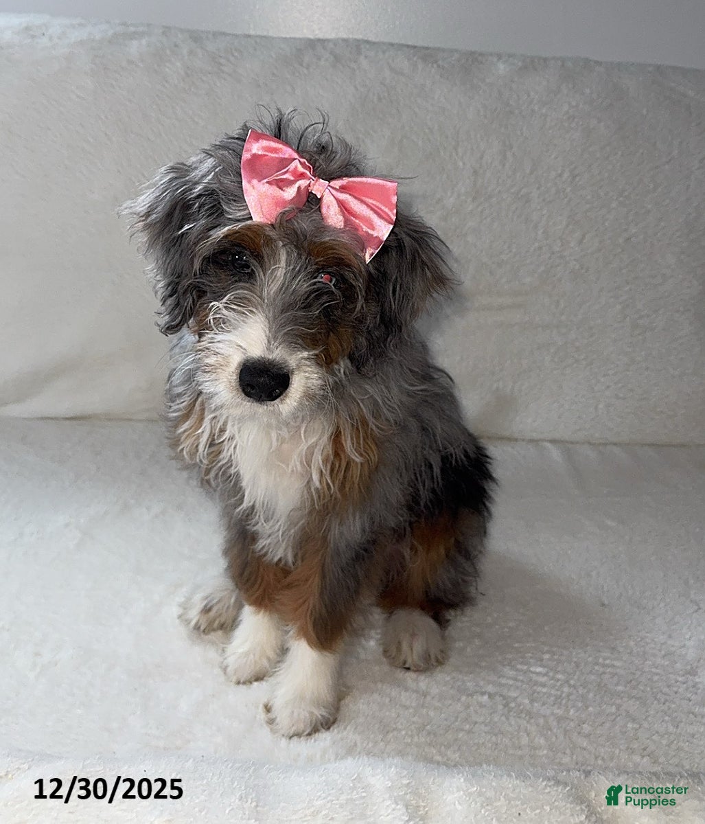 Mini Bernedoodle dogs Majorie - Ad 35